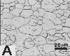 ferrite grain structure